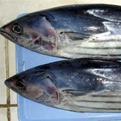 Tiwna Skipjack wedi'i Rewi Rownd Gyfan